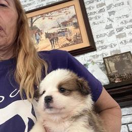 Female Pembroke Welsh Corgi Available in Calabash, nc
