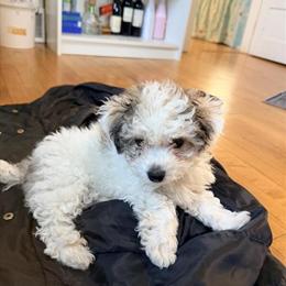 Yorkshire Puppies Available in Minneapolis, mn