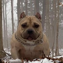 Adult Female American Bully for $800 in Newport, mi