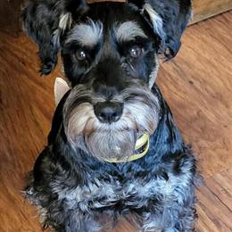 Miniature Schnauzers - Adorable AKC Puppies Available in Streetsboro, oh