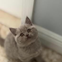 British Shorthair Lilac Male Ready for Rehoming in Clearwater, fl