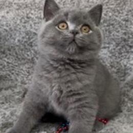 British Shorthair Blue Male Available for Rehoming in Clearwater, fl