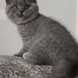 British Shorthair Blue Female for Rehoming in Clearwater, fl