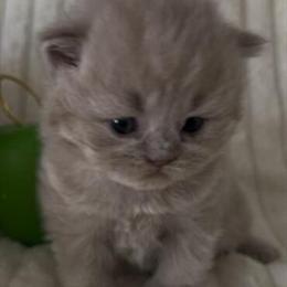 British Longhair Fawn Female Kitten Available for Reservation in Clearwater, fl