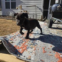 Redboy puppy available in Atlanta, ga