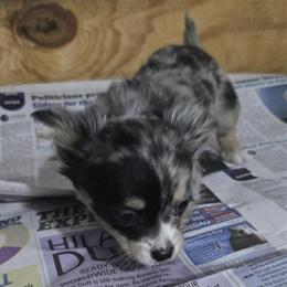 Chihuahua Female Merle Puppy for $1300 - Pick Up in Brooklyn NYC on March 28th in Brooklyn, ny