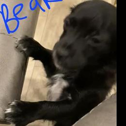 Chi-Poo Puppies for Sale in Brooklyn and Long Island - $1200 Each in Brooklyn, ny