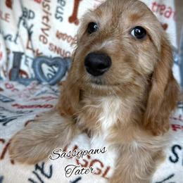 Dachshund Puppies Available - Silky Wire and Long Hair in Findlay, oh