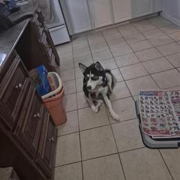 Gerberian Shepsky Pups Coming Soon in Sanford, nc