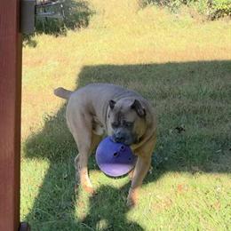 Male Cane Corso Available in Rosedale, md