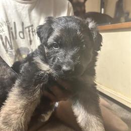 Male German Shepherd Puppy - 8 Weeks Old in Spotsylvania, va