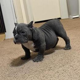 Exotic Female Bully Puppy for Sale in Sandersville, ga