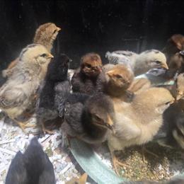 Rainbow Chicks for Sale in Columbus, oh