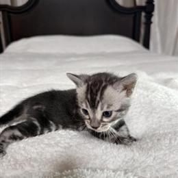 Beautiful Silver Charcoal Female Bengal Kittens for Sale in Ephrata, pa