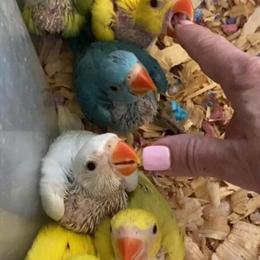 Indian Ringneck Birds for Sale - Handraised and Talkative Companions in Naples, fl