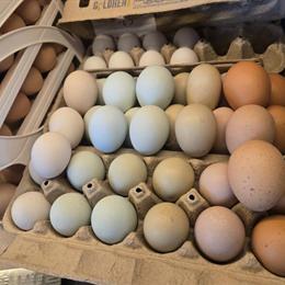 Rainbow Hatching Eggs for Sale at Half Price in Columbus, oh