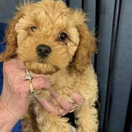 Cavapoo Puppies for Adoption in Grand Blanc, mi