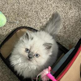 Registered Himalayan Kittens Available for Adoption in Valrico, fl