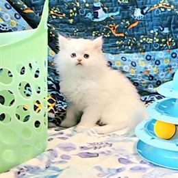 Persian Kittens with Blue Eyes Available for Reservation in Valrico, fl
