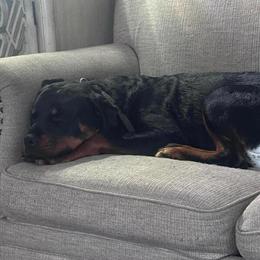 Rottweiler Female, Almost 12 Months Old, Needs New Home in Merrillville, in