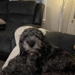 Loving Cockapoo Needs a New Home in Columbus, oh