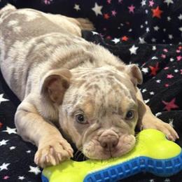 English Bulldog Puppies Ready for Loving Homes in Davenport, fl