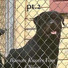 Health Tested AKC Registered Stud Service Available in Dayton, oh