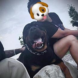 Rottweiler Stud Service Available in Ohio in Dayton, oh