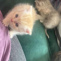Persian Kittens Available in Staten Island in Brooklyn, ny