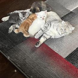 Scottish Fold Kittens Ready for Forever Homes in Brooklyn, ny