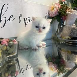 Persian Kittens Available for Pickup in Staten Island in Brooklyn, ny