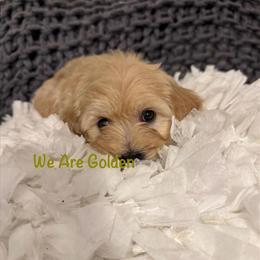 Mini-Goldendoodle and Toy Goldendoodle Puppies for Adoption in Virginia Beach, va
