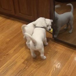 AKC English Labrador Puppies Ready for New Homes in Windermere, fl