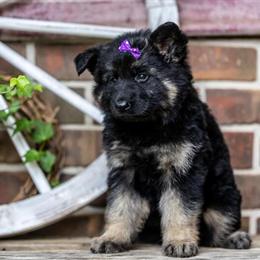 German Shepherd Black and Tan Female Long Coat Available in Spring City, TN in Spring City, tn