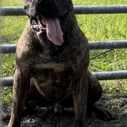 Presa Canario Puppies for Sale at $1500 in Lynchburg, va