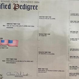 Rottweiler Stud Available - Imported AKC Champion in Pembroke, nc