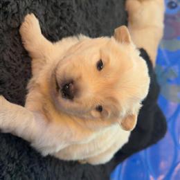 Chow Chow puppies available in Levittown, pa