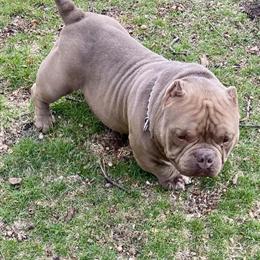 Micro Exotic Stud Service Available in Chicago, il