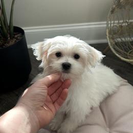 Maltese Male Puppy - PRINCE Ready for Adoption in Easley, sc