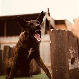 11 Month Old Male Dutch Shepherd with KNPV Bloodlines in Independence, ky
