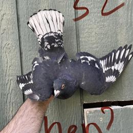 Homer Birds for Sale in Cincinnati, oh