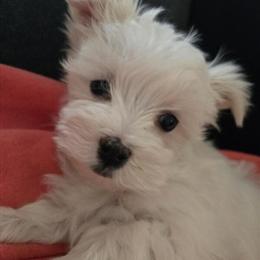 Maltese Female Ready for New Home in Lambertville, mi