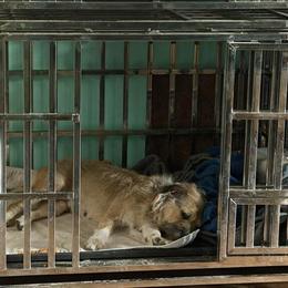 Border Terrier Ivy – Sweet and Loving Companion Ready for a Forever Home in Martinsville, in