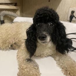 Party Male Puppy - Black and White, Born April 12, 2024 in Danville, va