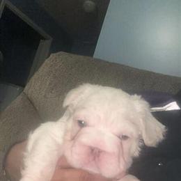 Fluffy French Bulldog Puppy - 8 Weeks Old in Columbia, sc