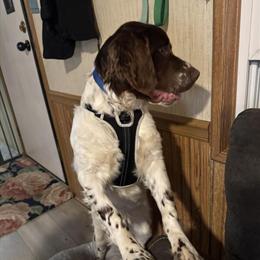 Brittany Spaniel - Beautiful Male, 6 Months Old, AKC Registered in Columbus, oh