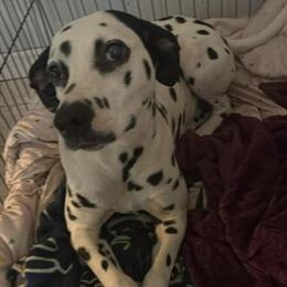 Female Dalmatian Named Stella Available for Rehoming in Terre Haute, in