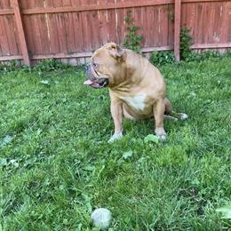 Olde English Bulldogge Available for Stud in Webster, ny