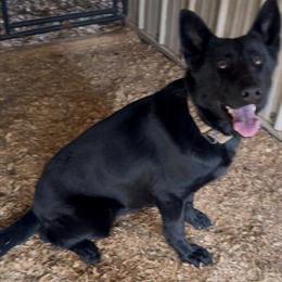 AKC Female German Shepherd for Adoption in Knoxville, tn