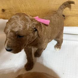 Goldendoodle Puppies Ready for New Homes in Harrisonburg, va